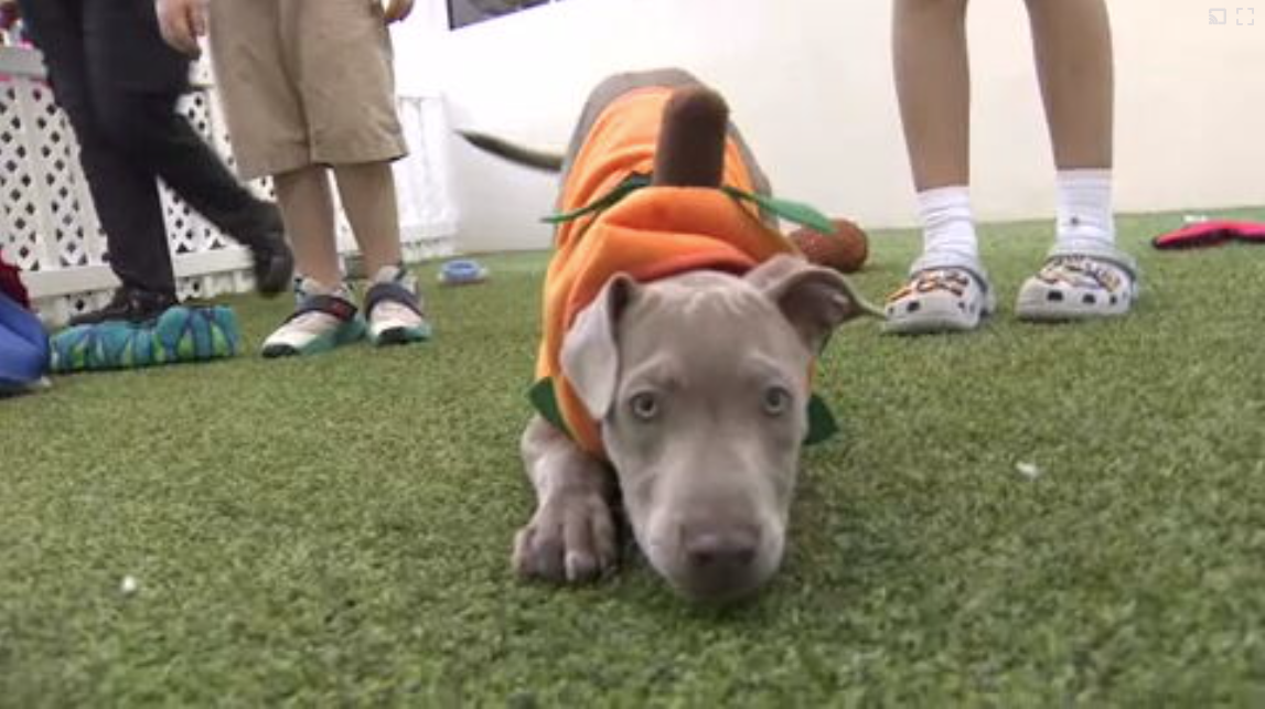 Count Barkula Halloween Festival connects families to shelter dogs in Dania Beach — WSVN 7 Broward, Vancouver Arts news